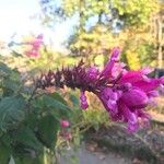 Salvia involucrata Virág