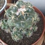 Coryphantha elephantidens Ліст