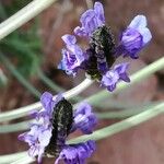 Lavandula pinnata Flower