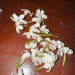 Jasminum officinale Flor