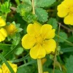 Potentilla reptans 花