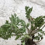 Pseudorlaya pumila ഇല