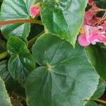 Begonia minor Leaf