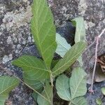 Allophylus rubifolius Folio