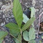 Allophylus rubifolius Leaf