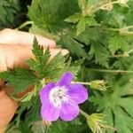 Geranium sylvaticum Fleur