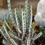 Euphorbia greenwayi Hoja