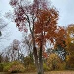 Oxydendrum arboreum Habit