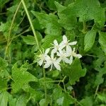 Clematis ligusticifolia Цветок