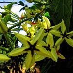 Mussaenda arcuata Flower