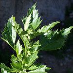 Chenopodiastrum murale Leaf