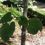 Idesia polycarpa Blatt