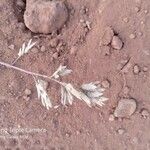 Eragrostis racemosa Kvet