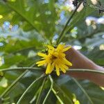 Sonchus fruticosus 花