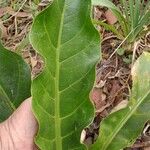 Anthurium hookeri Feuille