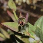 Diatelia tuberaria Flor