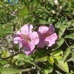 × Chitalpa tashkentensis Květ