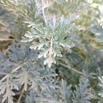 Artemisia arborescens Ліст