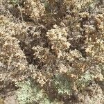 Artemisia thuscula Leaf