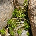 Myriophyllum quitense Hostoa