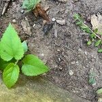 Fatoua villosa Leaf