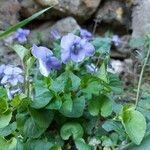 Viola rostrata Flower