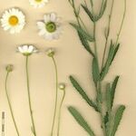 Leucanthemum pallens Altro