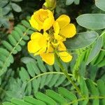 Senna didymobotrya Bloem