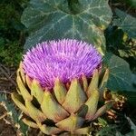 Cynara cardunculusFleur