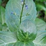 Veronica beccabunga Leaf