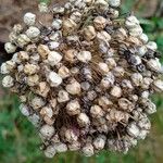 Allium ampeloprasum Fruit