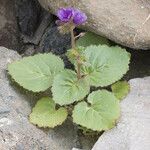 Phacelia calthifolia Habitatea