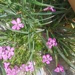 Dianthus glacialis Flor