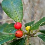 Ilex cassine Frucht