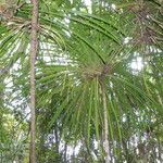 Pandanus letocartiorum Habit