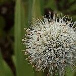 Eryngium yuccifolium Květ