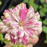 Zinnia peruviana Λουλούδι