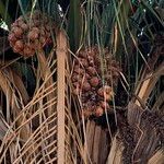 Attalea brasiliensis Fruto