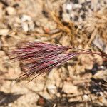 Bromus rubens Fruit