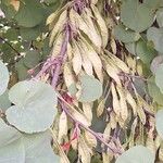 Cercis siliquastrum果