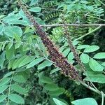 Amorpha fruticosa Blomma