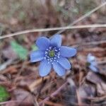 Anemone hepaticaBlüte