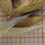 Pseudosasa disticha Egyéb