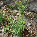 Erysimum cheiranthoides Habitus