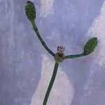 Equisetum ramosissimum Λουλούδι