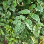 Rubus niveus पत्ता