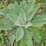 Verbascum boerhavii পাতা