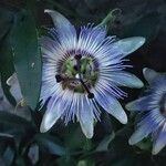 Passiflora caeruleaFiore