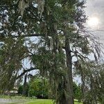 Quercus nigra Plante entière