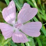 Malva moschata花